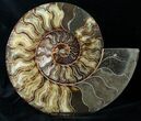 Stunning Wide Agatized Ammonite Pair #14915-1